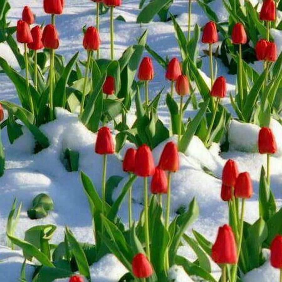Тюльпаны на снегу 8 марта
