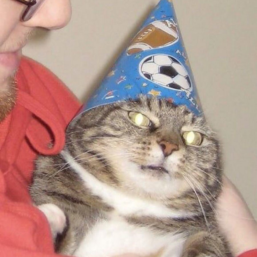 Котенок в колпаке день рождения