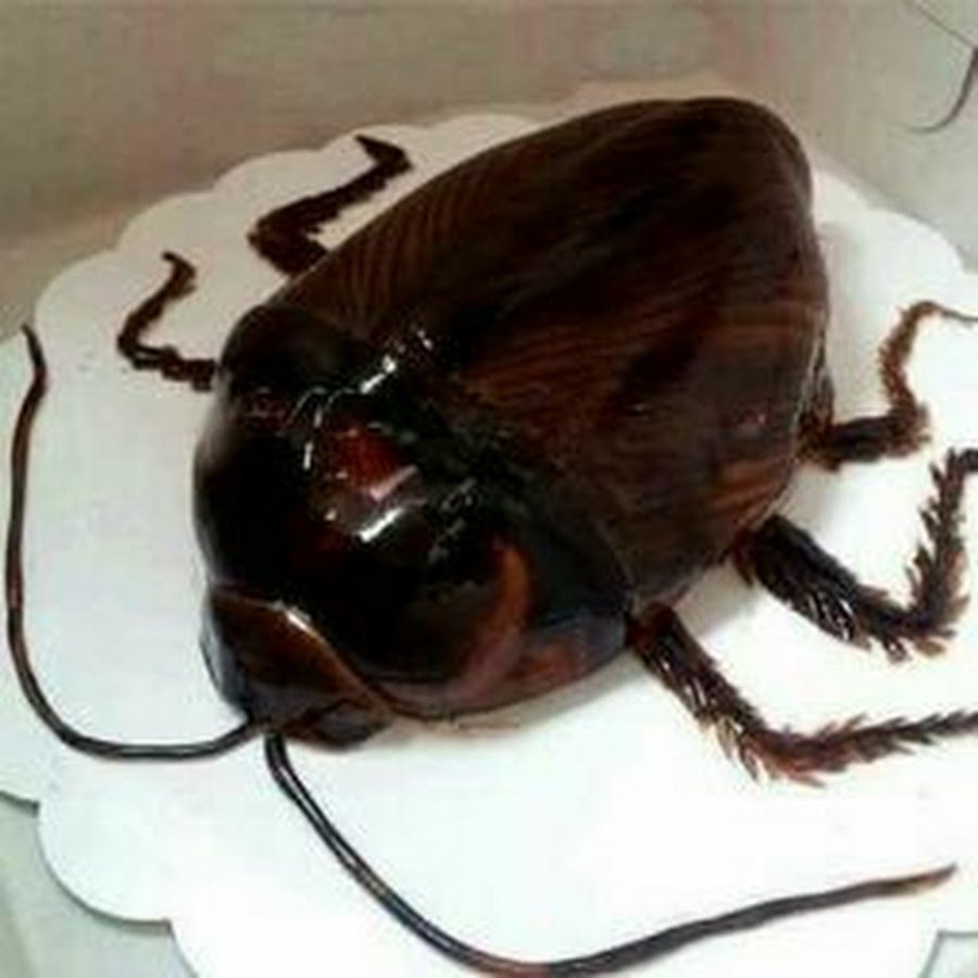 Торт в виде насекомых