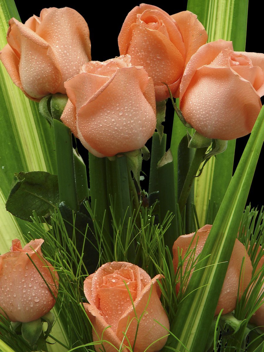 Тюльпаны для настроения