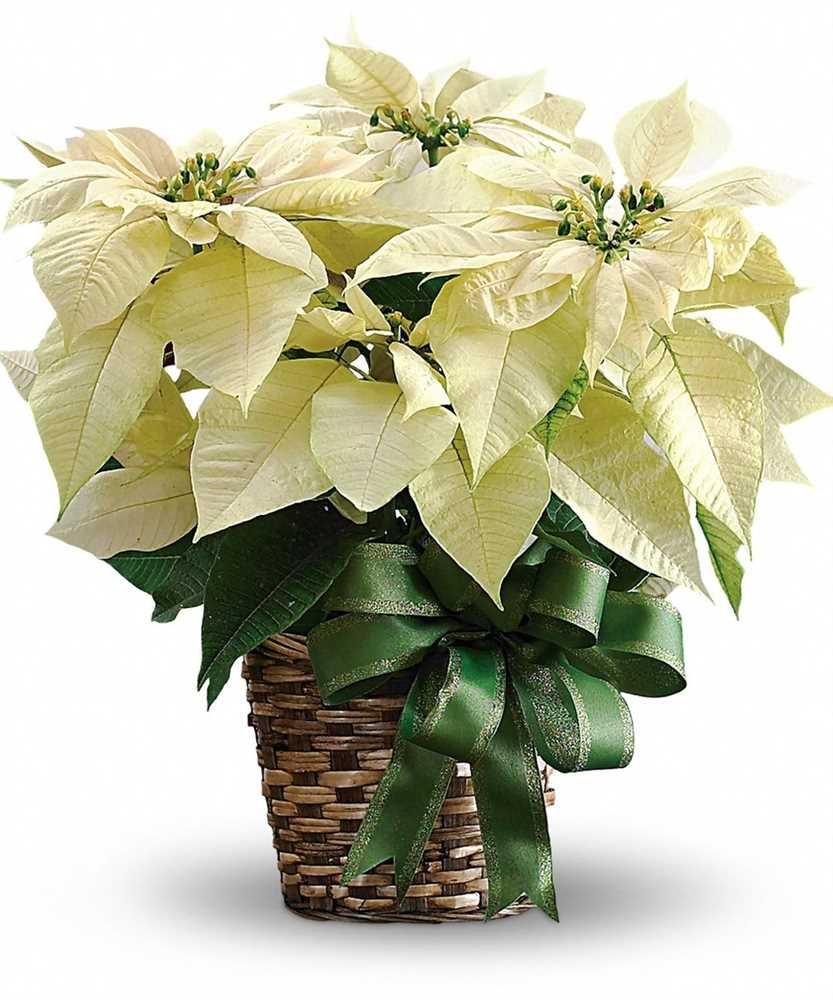 Пуансеттия белая цветок