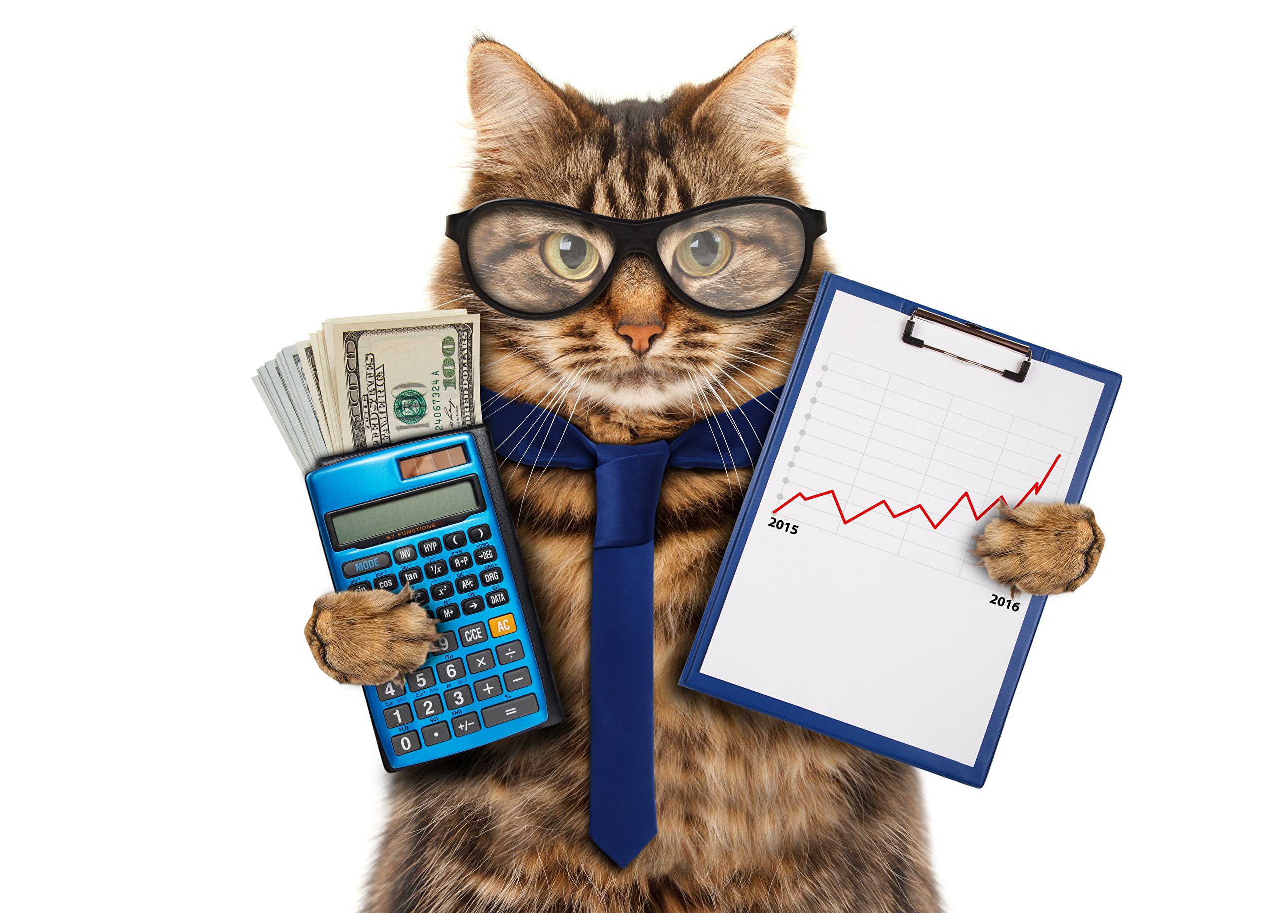День работника бухгалтера. С днем бухгалтера. Кот бухгалтер. Кот с калькулятором. Плакат на день бухгалтера.