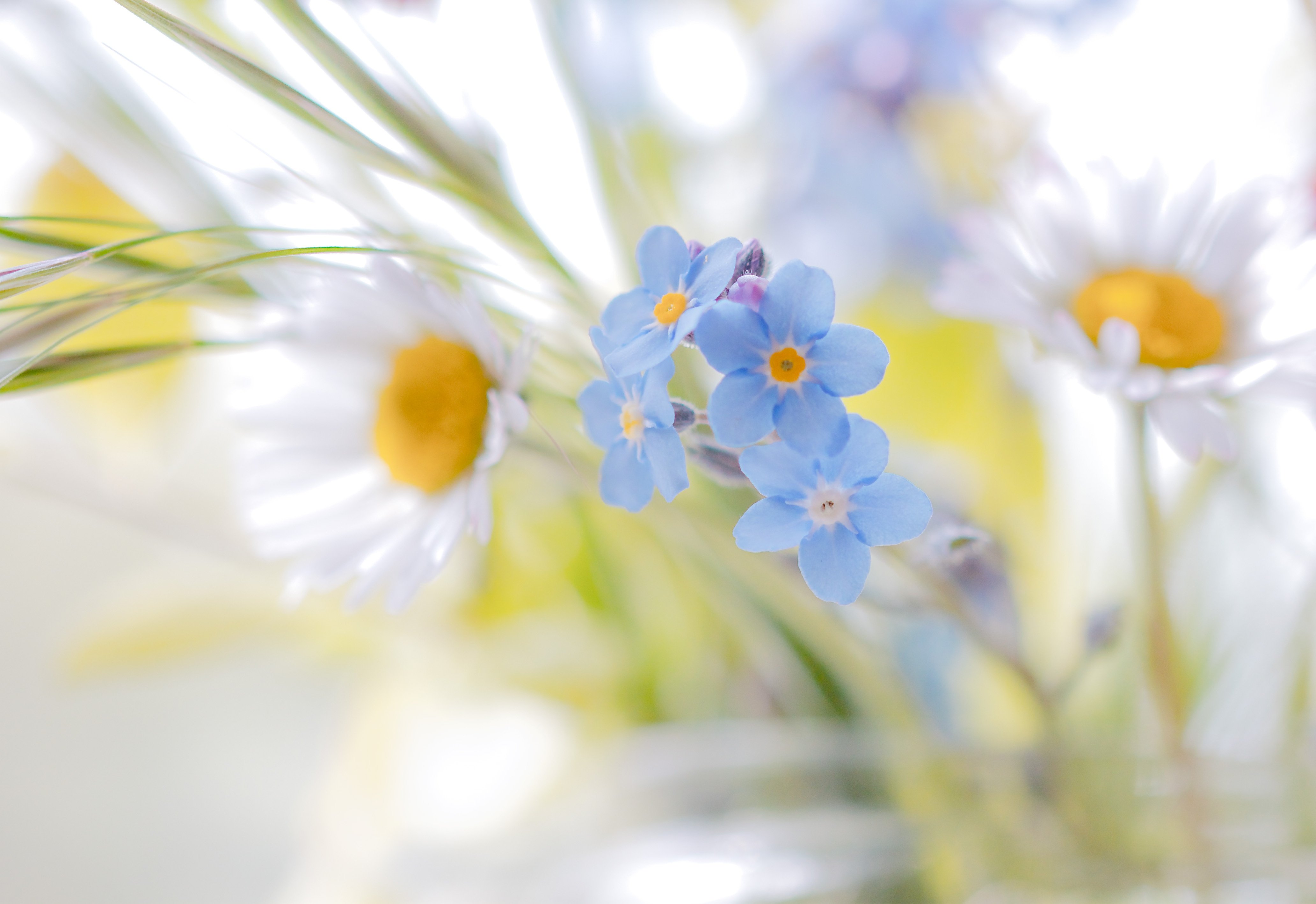 Фон доброго дня. Нежные весенние цветы. Полевые цветы. Летние цветы. Нежный цветок.