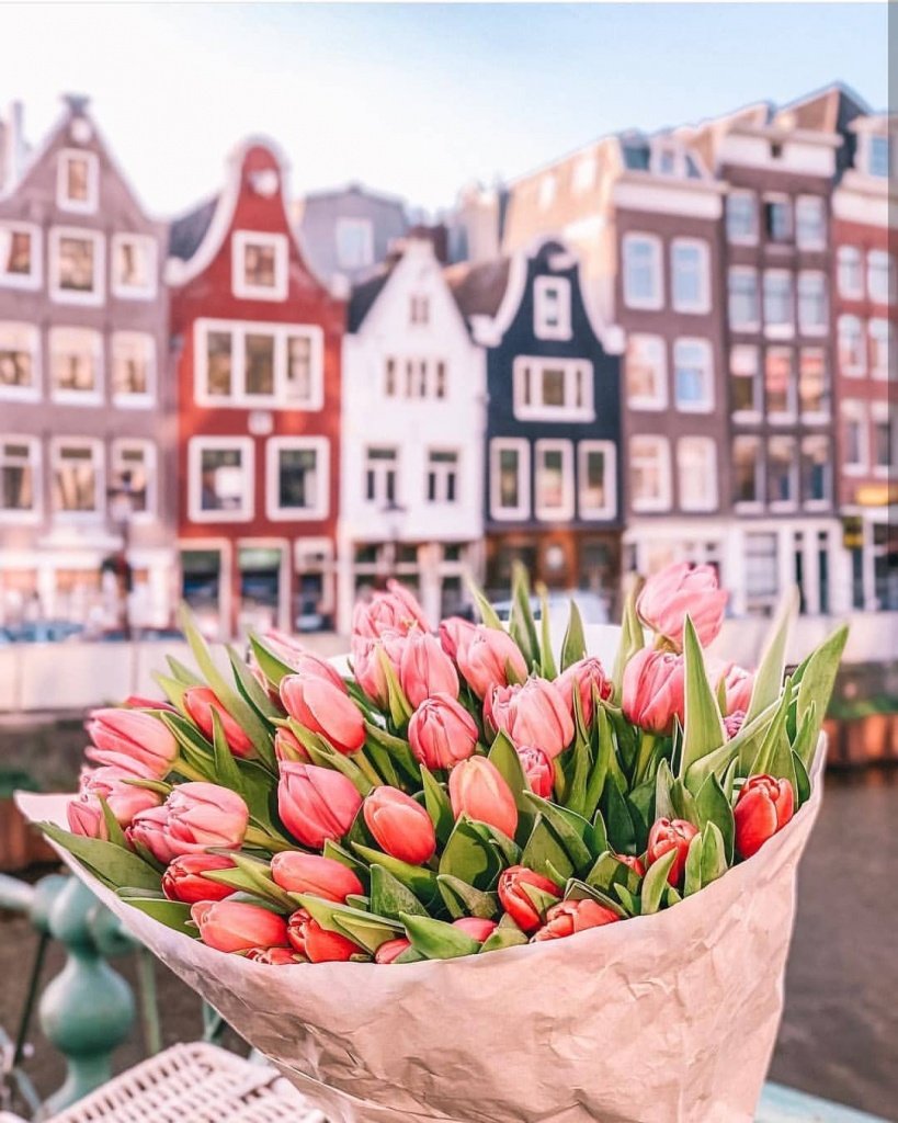 Голландия Амстердам тюльпаны