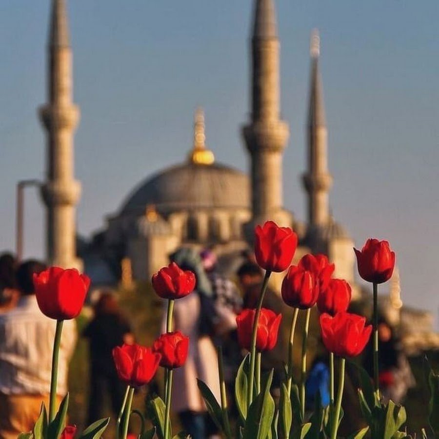 Стамбул Турция фестиваль тюльпанов