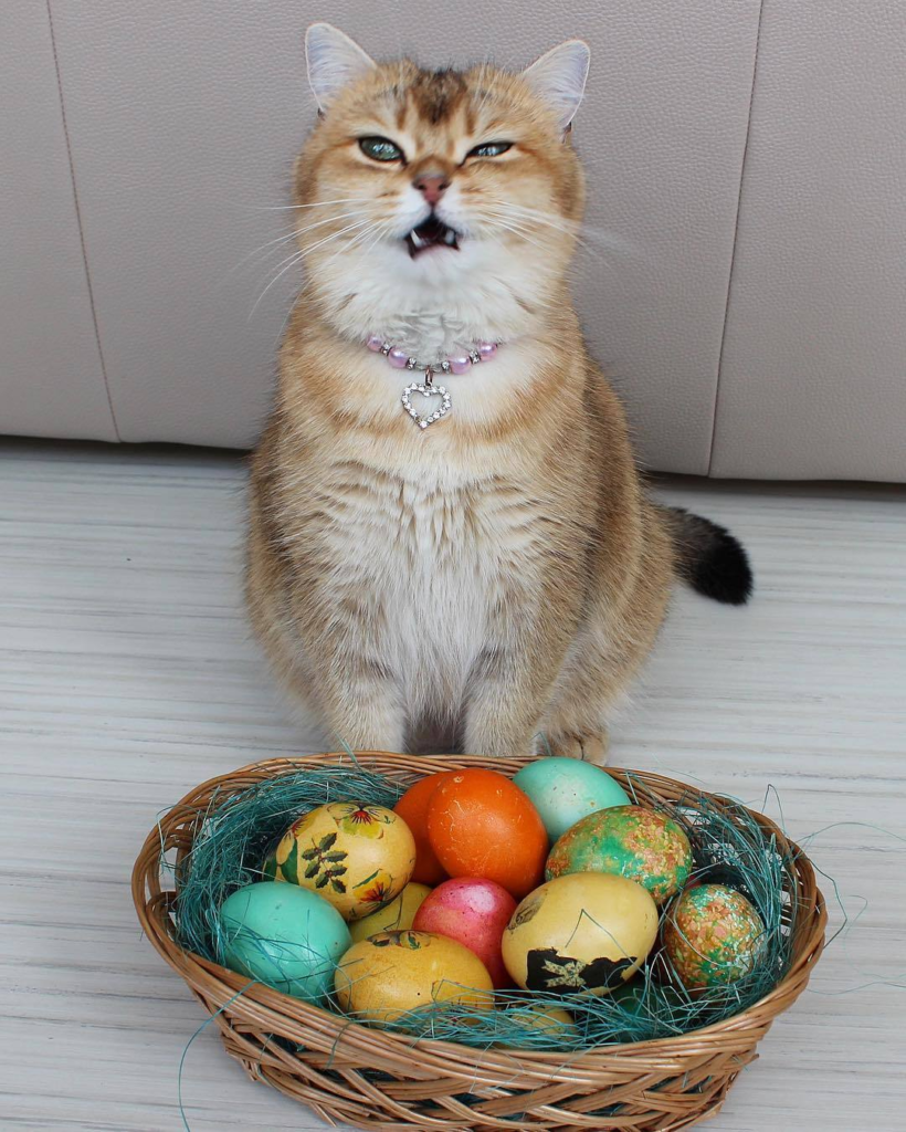 Рыжий котёнок с яйцами пасхальными