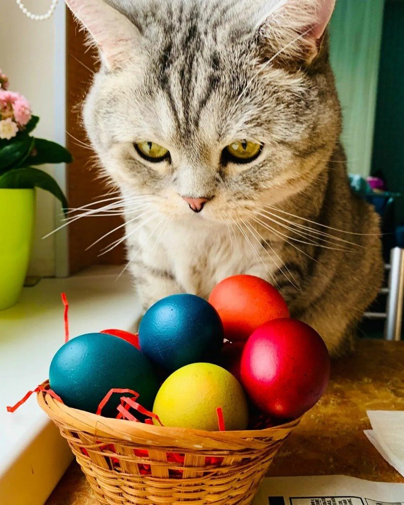 Яйца на Пасху кошка