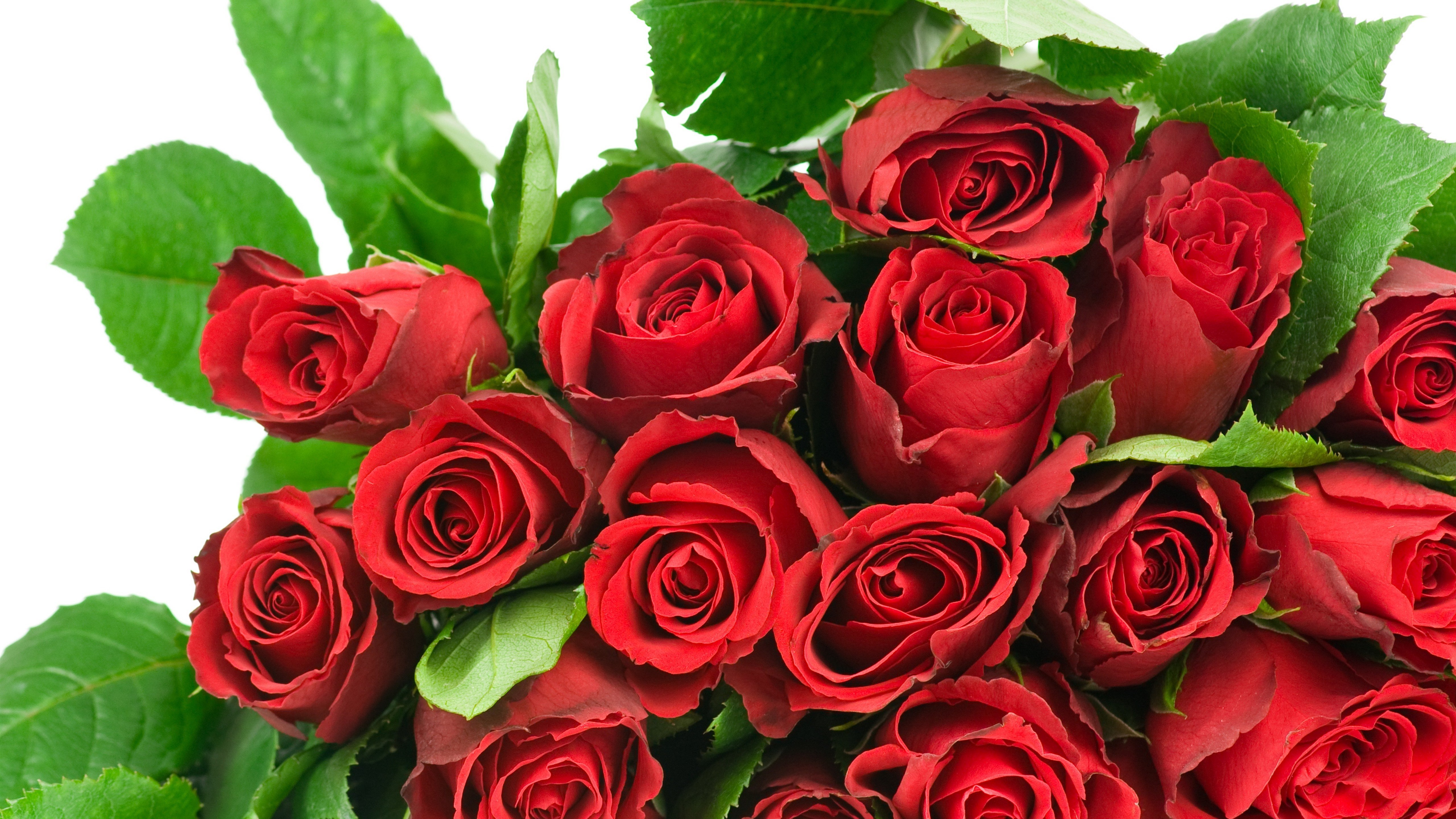Красивое фото с юбилеем. Букет роз. Красивый букет роз. Букет красных роз. Шикарный букет красных роз.