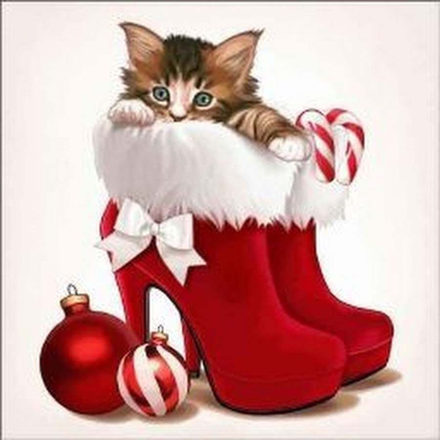Котики в новогодних носочках