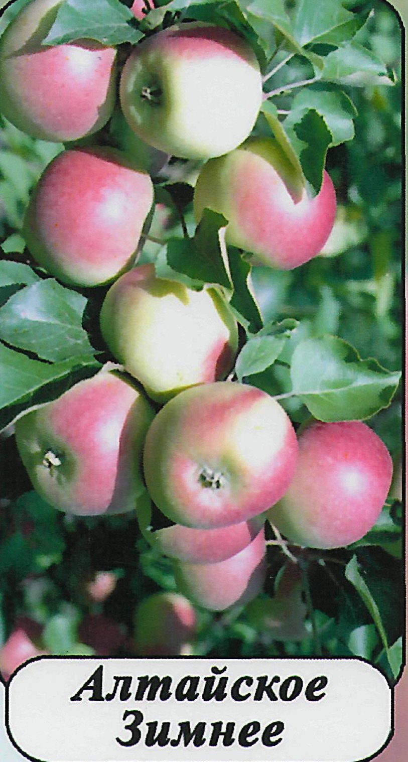 сувенир алтая яблоня фото