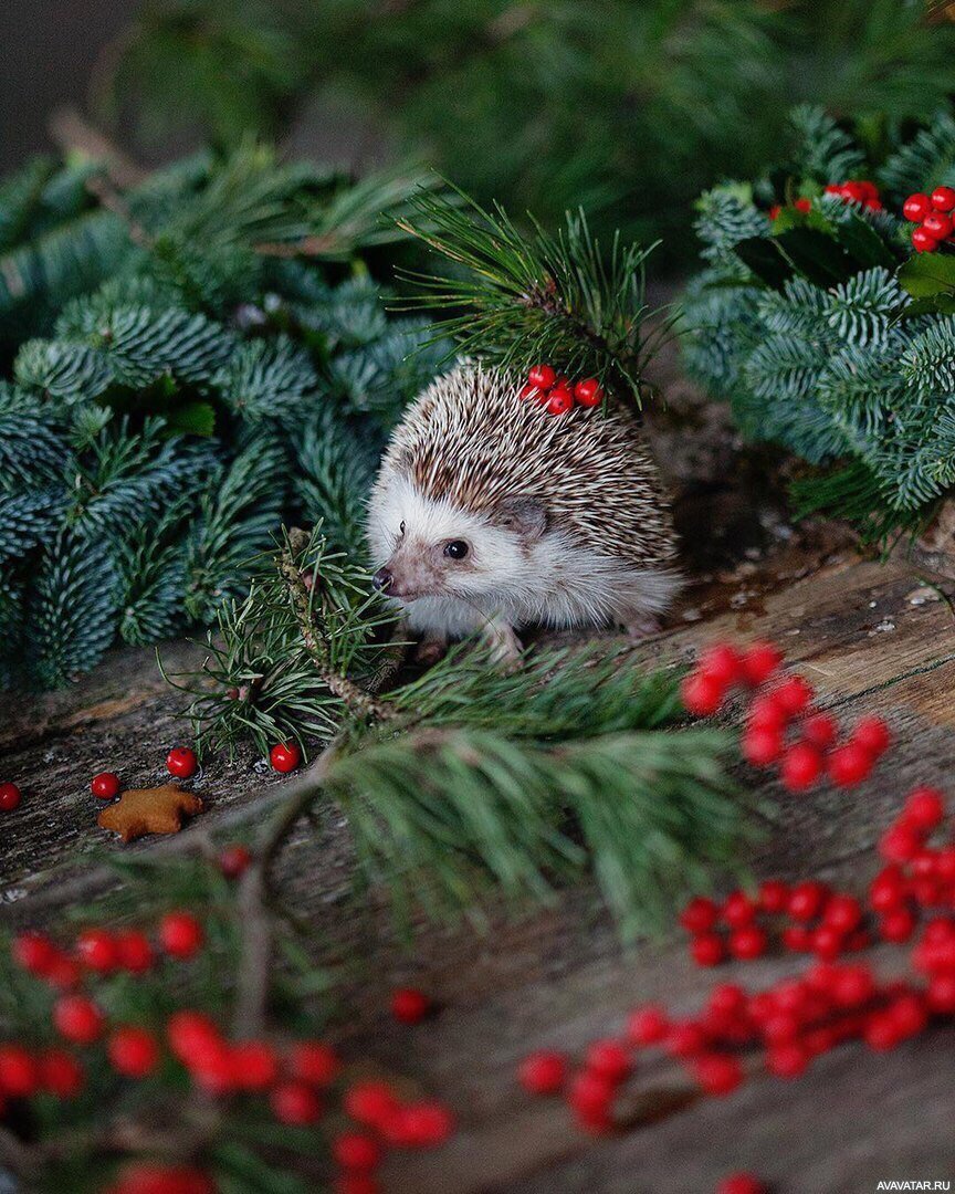 Новогодний еж