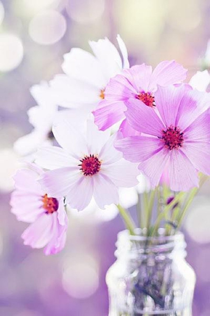 Обои для андроид цветы фиолетовые крокусы