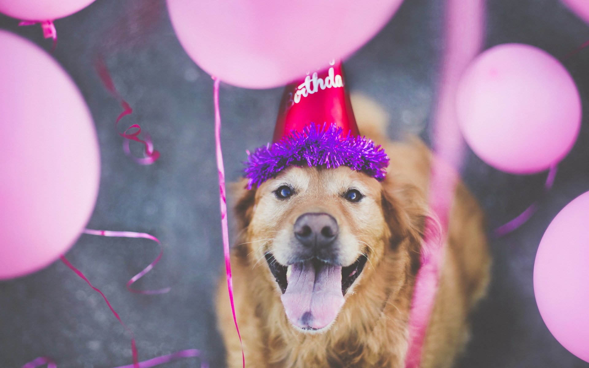 Собака празднует. С днём рождения собачки. Праздничная собака. Собака поздравляет. Поздравления с днём рождения с собаками.