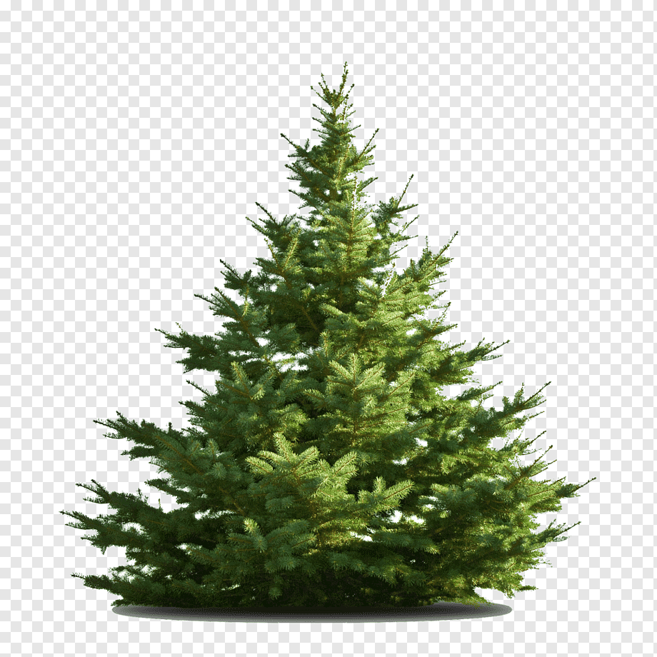 Mister Christmas Nordmann fir Pine 1.5