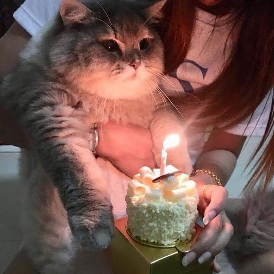 С днем рождения кот