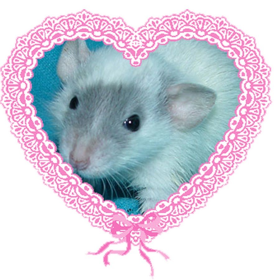 Валентинки с крысами