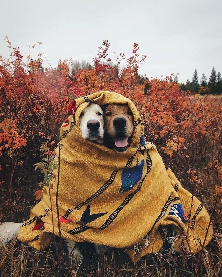 Собака в одежде осенью