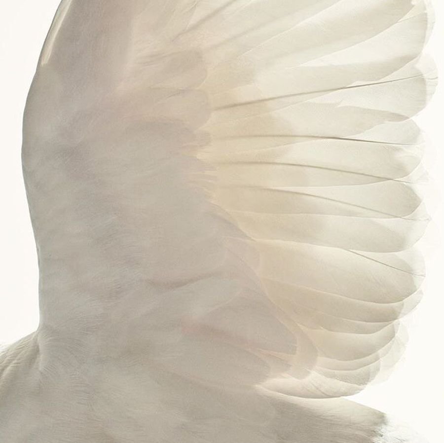 Белые Крылья Эстетика