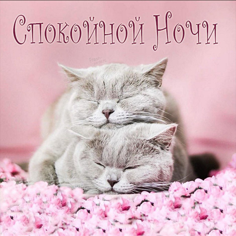 Доброй ночи пушистых снов