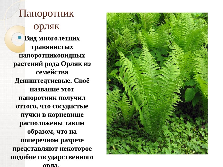 Лист папоротника на руке
