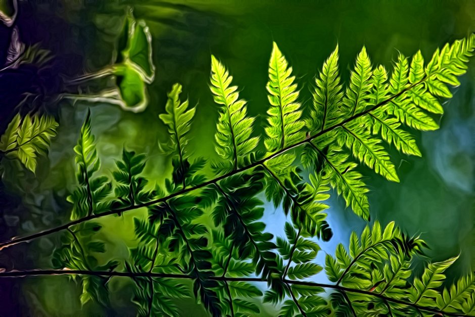 Fern Постер