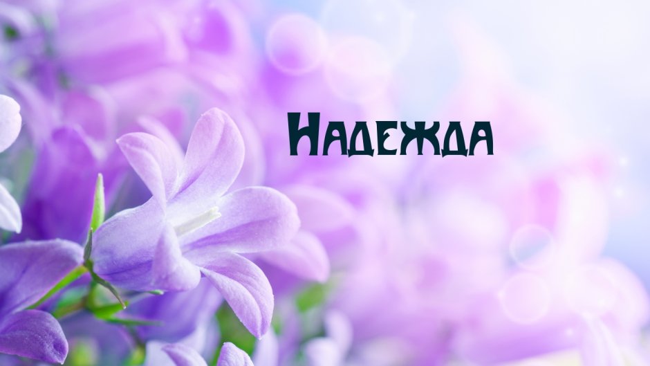 Розовые герберы