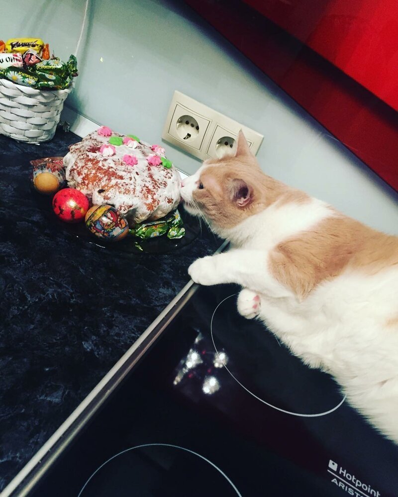 Коты и куличи