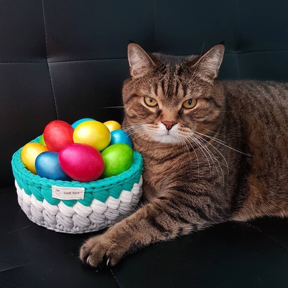 Пасхальный котик