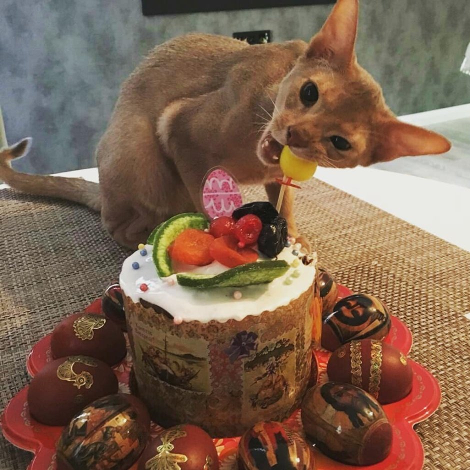 Кошки и Пасха