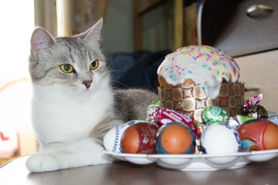 Кот и кулич