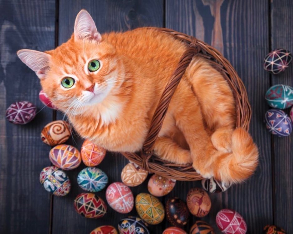 Кот Пасхальный кролик