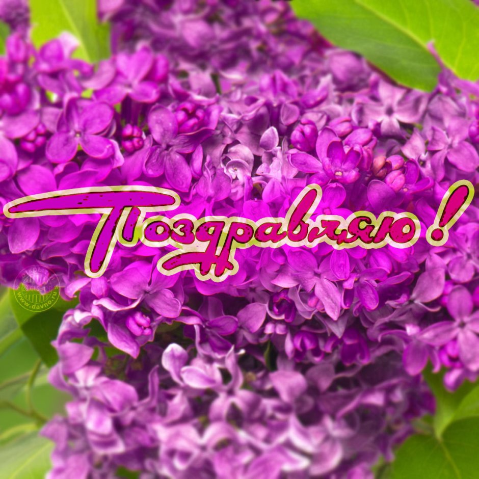 Открытки с днем рождения сирень