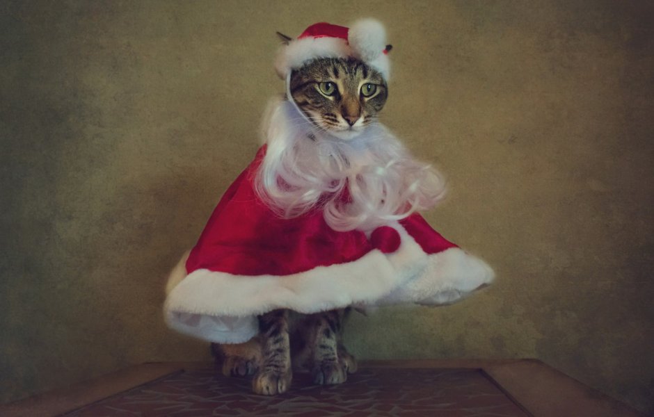 Коты в новогодних костюмах