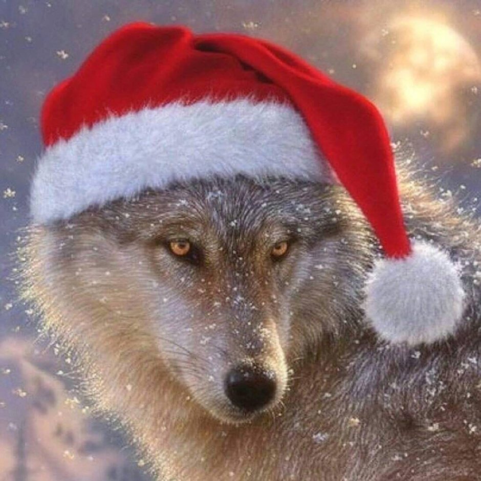 Волк в новогодней шапке