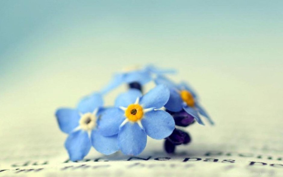 Маленькие цветы на голубом фоне