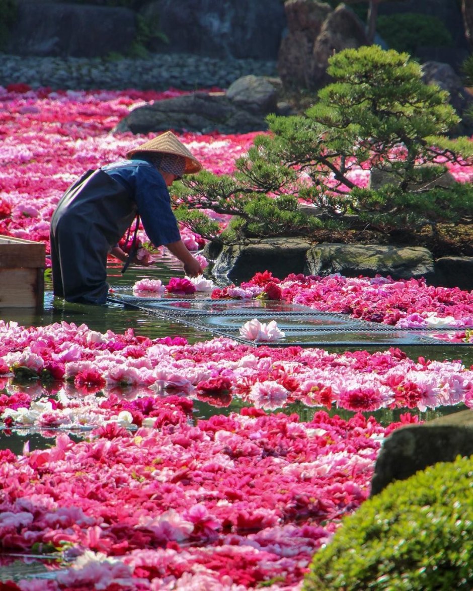 Райский сад Япония