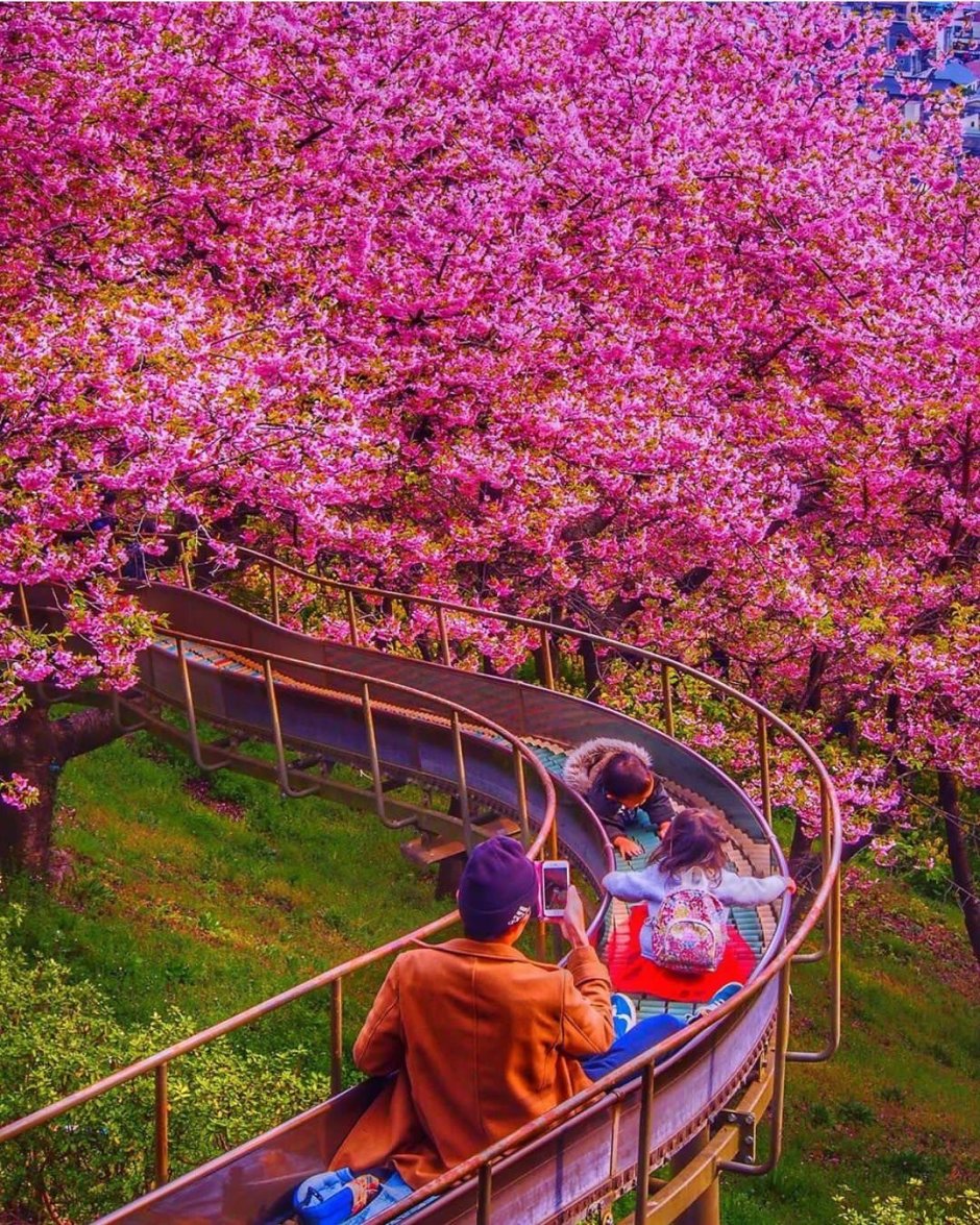 Период цветения Сакуры в Японии