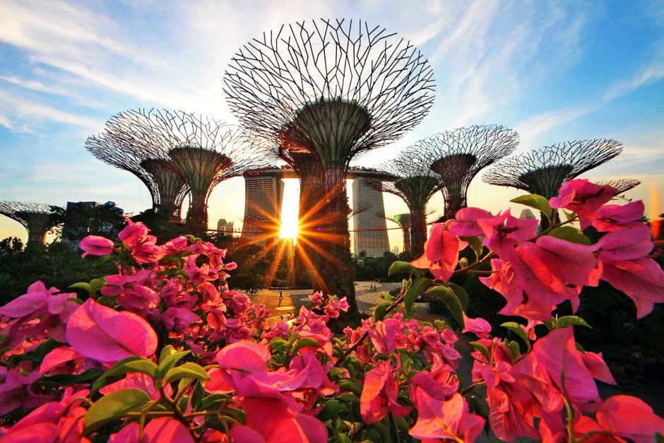 Цветочный фестиваль в Сингапуре (Singapore Garden Festival)