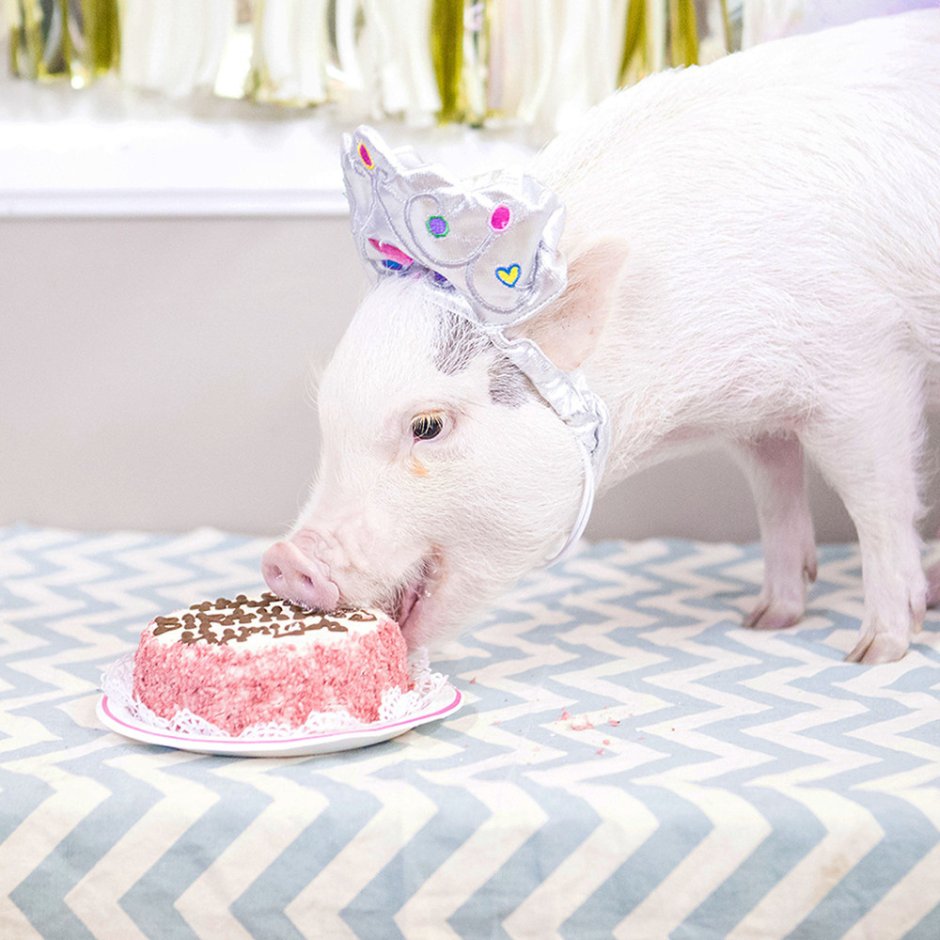 Торт свинья 3д