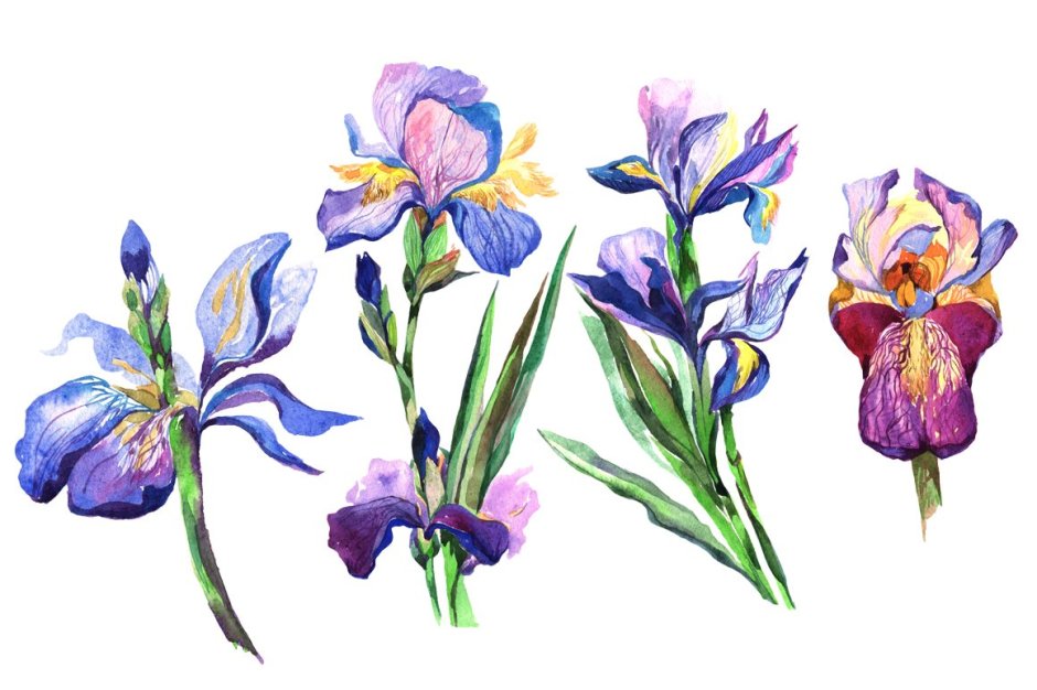 Ирисы цветы акварель