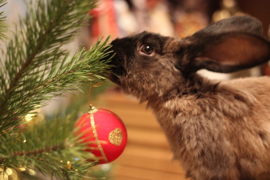 Кролик в шапке Деда Мороза