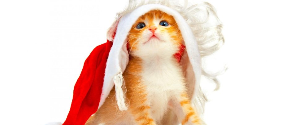 Рыжий котенок новогодний на белом фоне