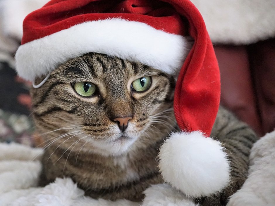Котик в новогодней шапочке