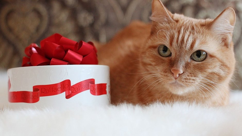 Фото huge festive Cat