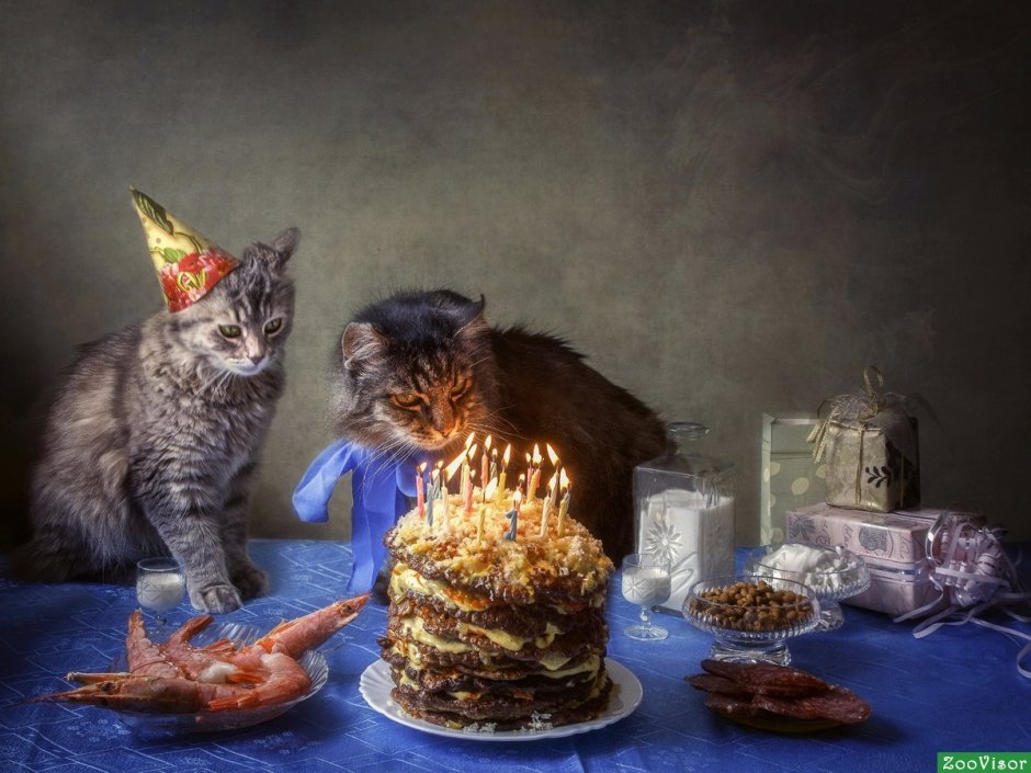 Кот в колпаке день рождения