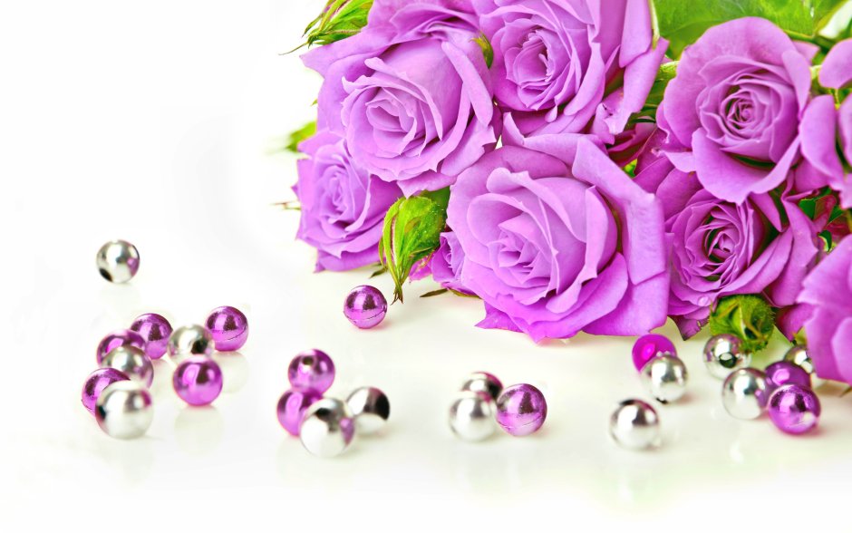 Фиолетовые розы на белом фоне