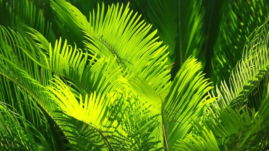 Тропические пальмовые листья фон