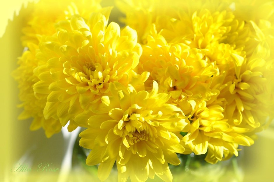 С 8 марта жёлтые хризантемы