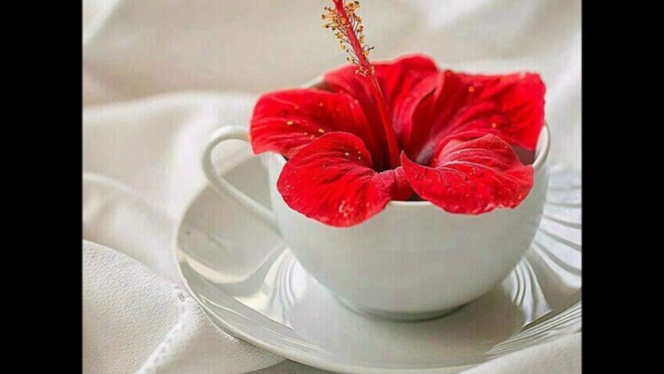 Доброе утро в Красном цвете
