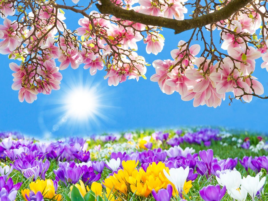 Весна солнце цветы